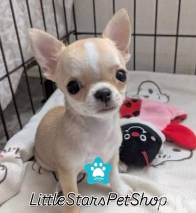 Adorable Chihuahua Puppy available in store & delivery Dog كلب