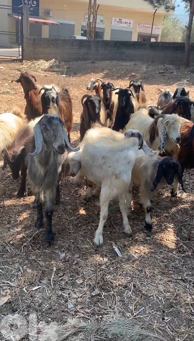 ماعز للبيع