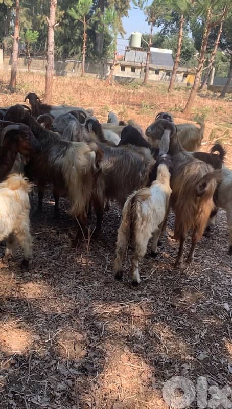 ماعز للبيع 2