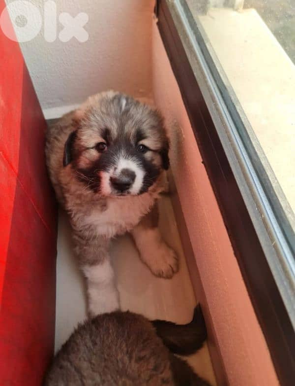 Caucasian dogs ,puppies 0