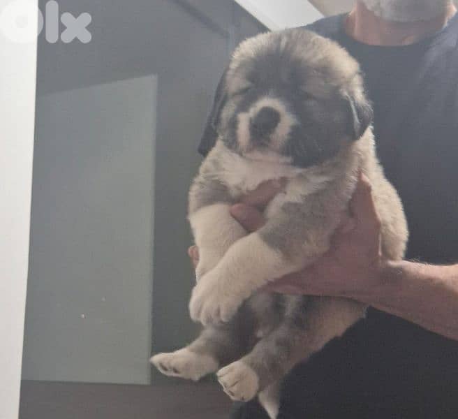 Caucasian dogs ,puppies 1