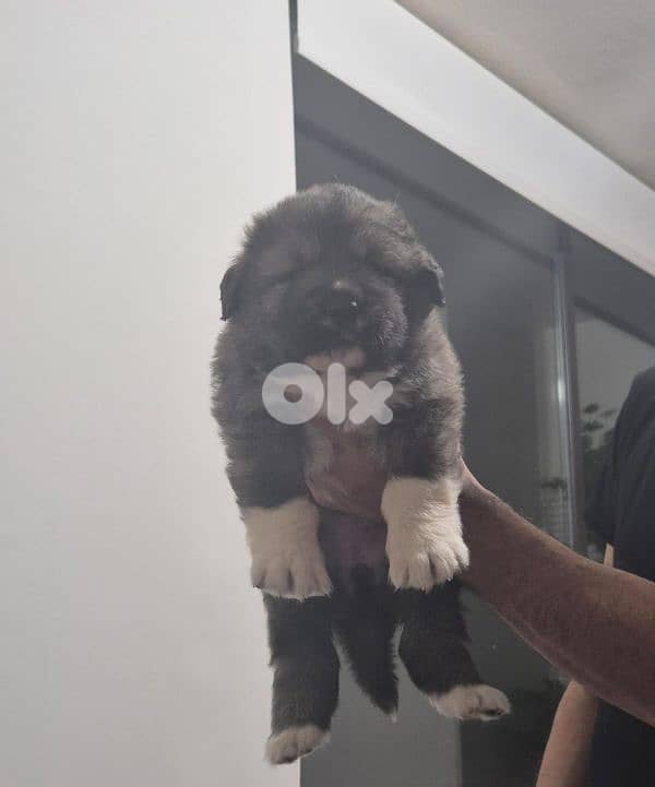 Caucasian dogs ,puppies 2