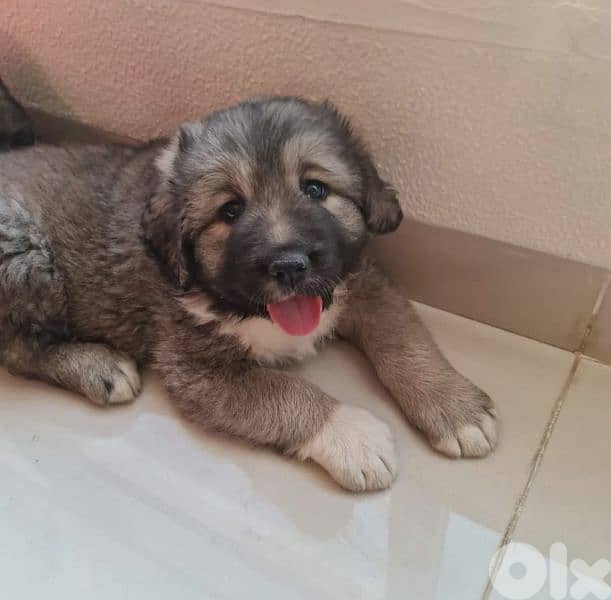 Caucasian dogs ,puppies 3