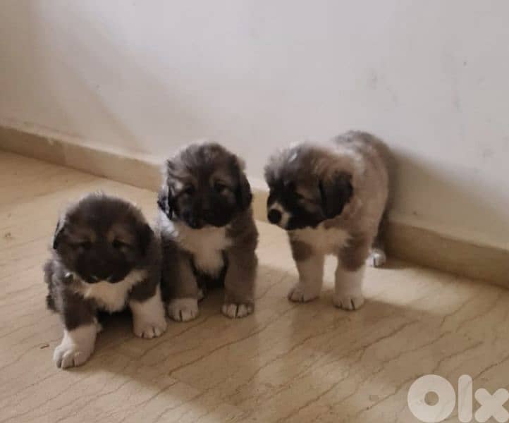 Caucasian dogs ,puppies 4