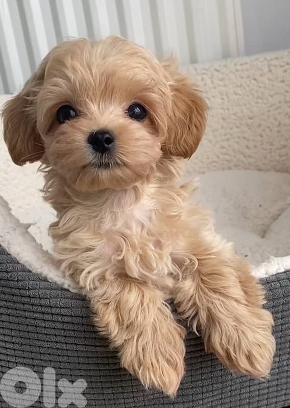 Maltipoo 0