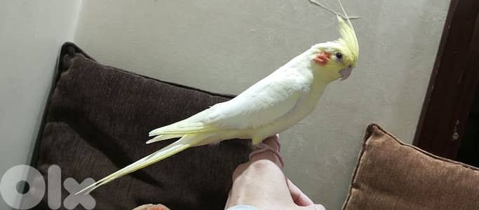 انثى كروان لاتينو