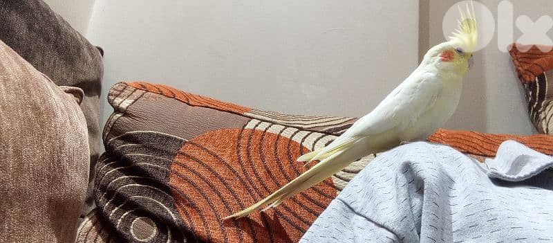 انثى كروان لاتينو 1