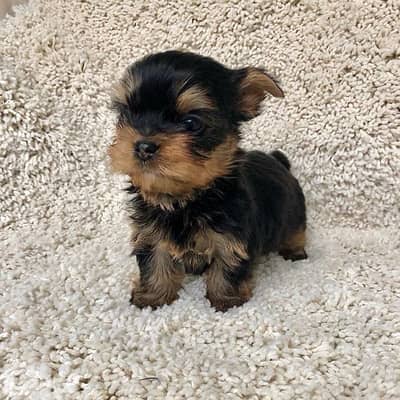 Micro Yorkshire Imported