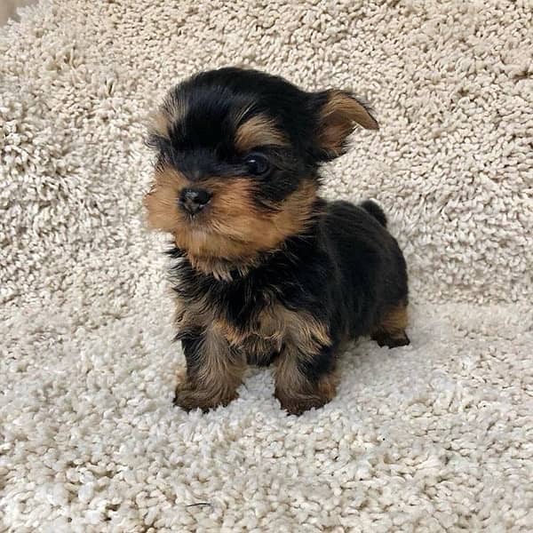 Micro Yorkshire Imported 0