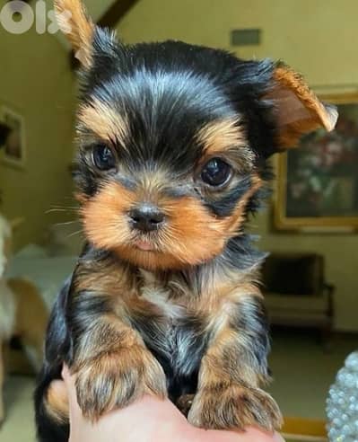 Micro Yorkshire puppy Imported SMALLEST