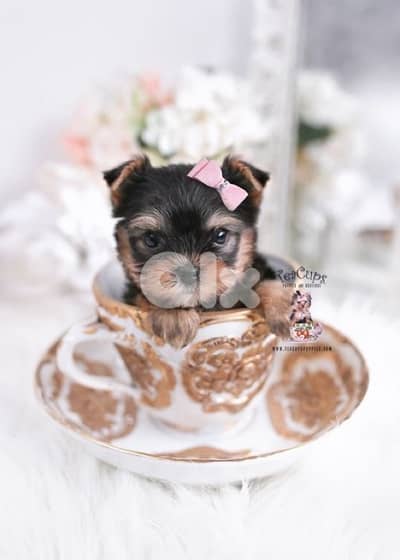 Yorkshire Teacup Imported delivery