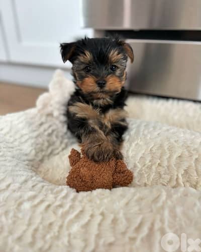 Teacup Yorkshire Imported love SMALL