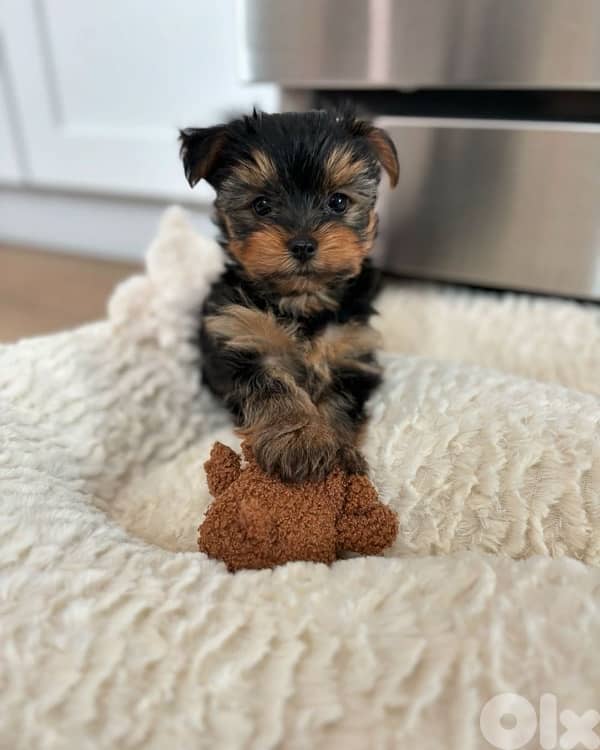 Teacup Yorkshire Imported love SMALL 0