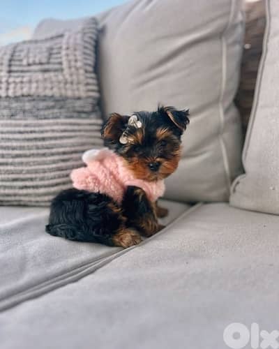 Yorkshire imported puppy Micro