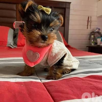 Teacup Yorkshire Imported puppies