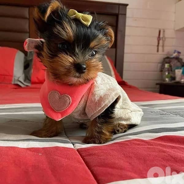 Teacup Yorkshire Imported puppies 0