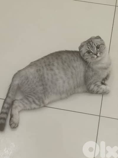 for sale female Scottish tabby