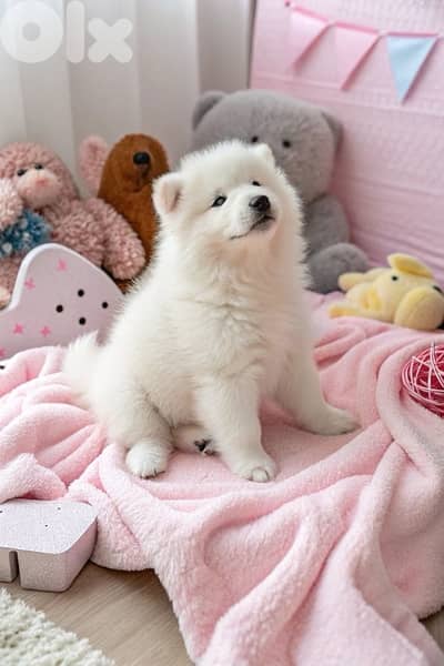 Imported Samoyed Puppy