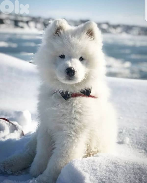 Giant Samoyed puppy Imported 0