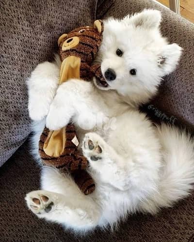 Samoyed Imported puppy