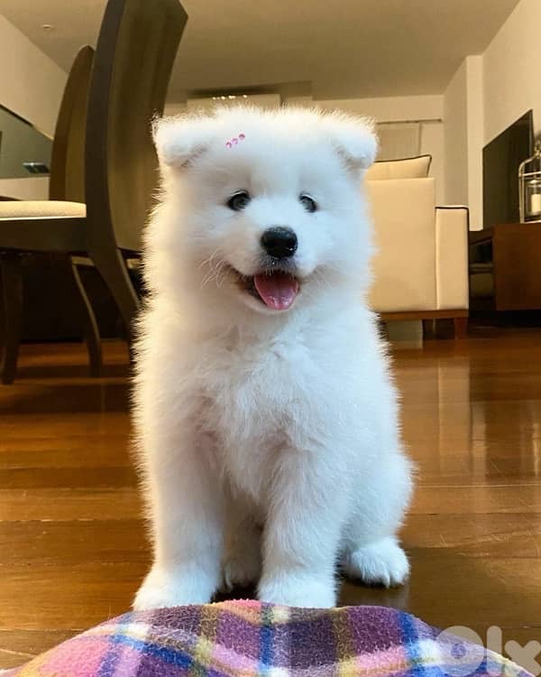 imported samoyed puppy INTELLIGENT 0