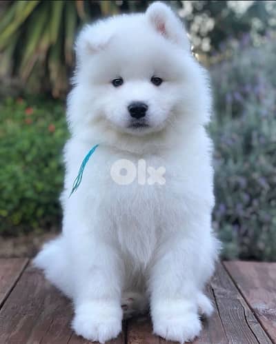 samoyed imported puppy