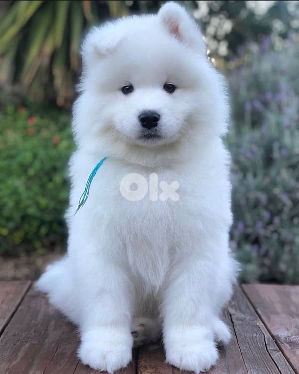 samoyed imported puppy 0