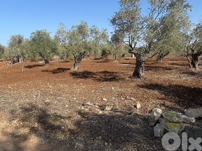 Agricultural land for sale Amioun