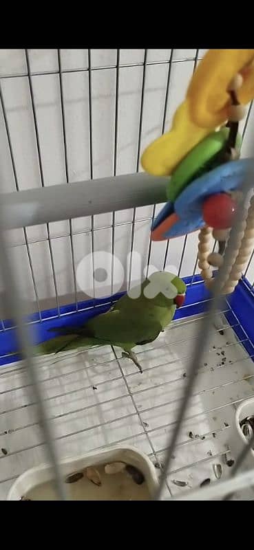 وادي الزينة 0