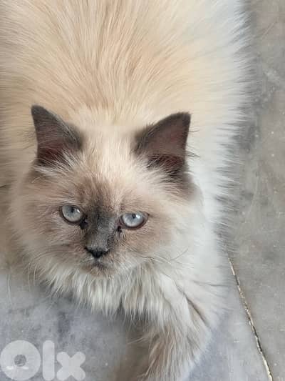 Himalayan male cat for sale