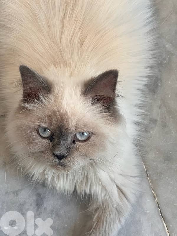Himalayan male cat for sale 0