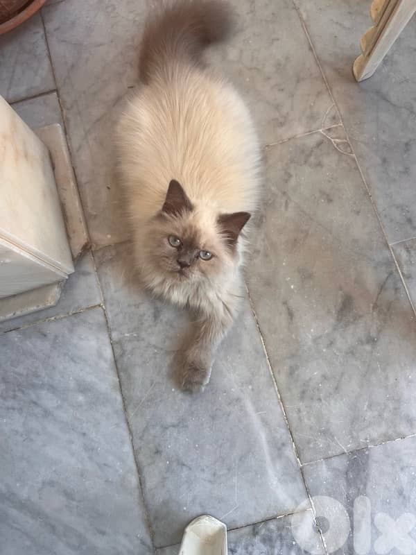 Himalayan male cat for sale 1