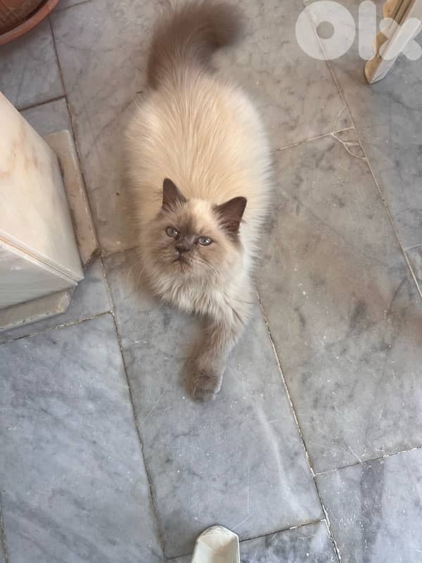Himalayan male cat for sale 2