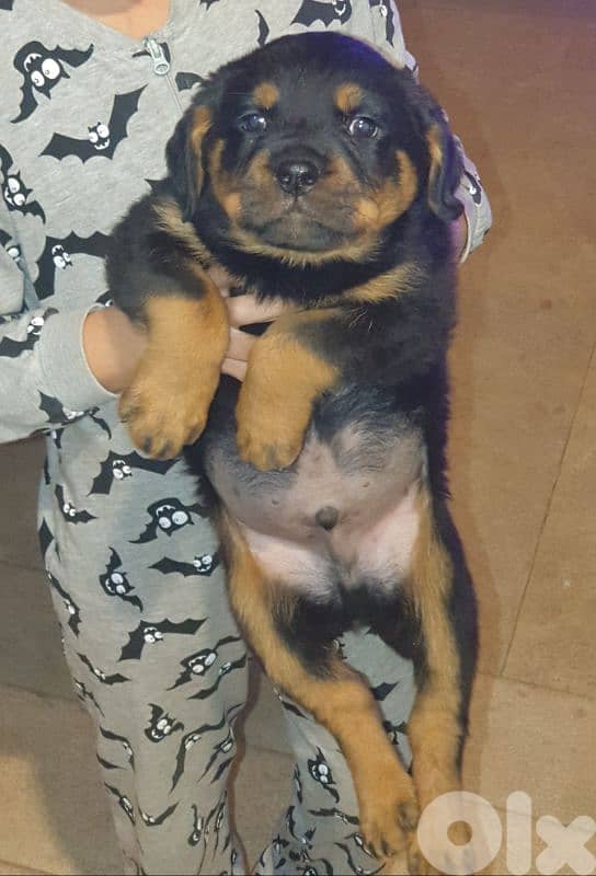Rottweiler puppy pure 2