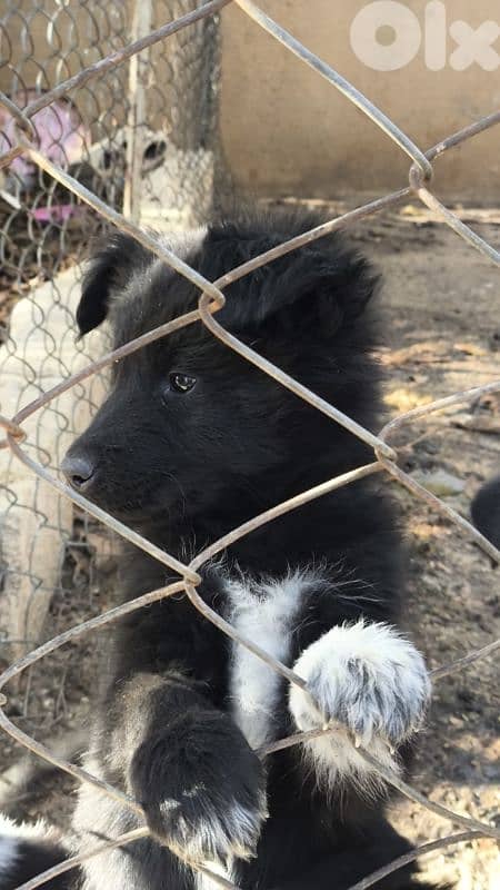 جرو ذكر نصف American Akita 0