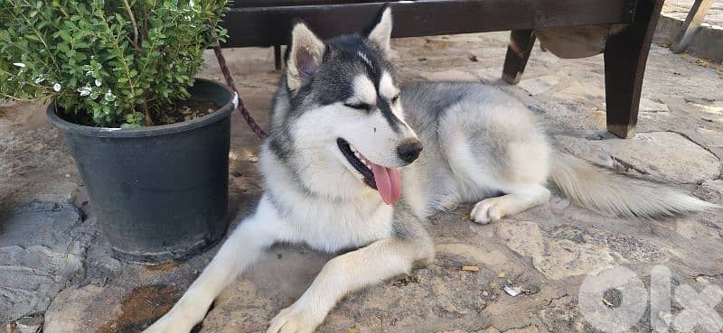 huskey seberian 2