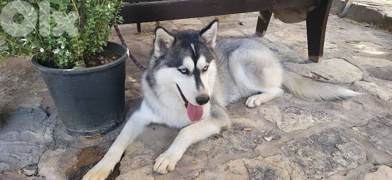 huskey seberian 3