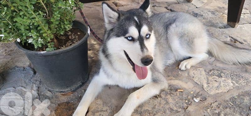 huskey seberian 4
