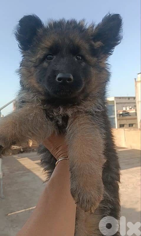 German shepherd full black german shepherd 7