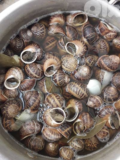 بزاق اسود ني او مطبوخ