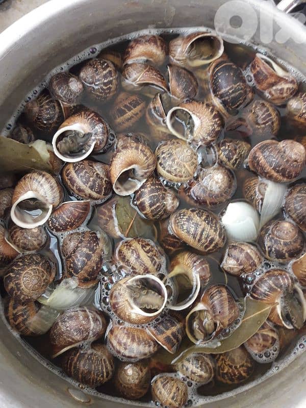 بزاق اسود ني او مطبوخ 0