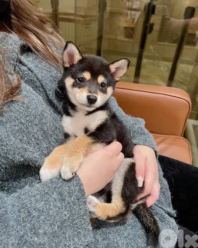 Shiba puppies