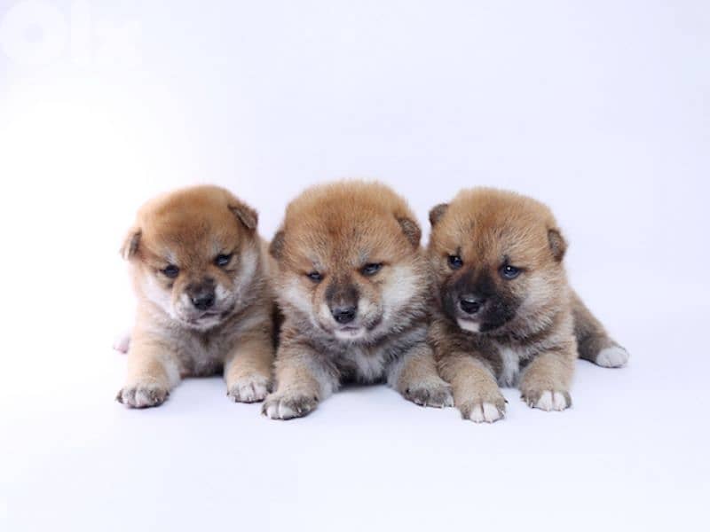 Shiba puppies 1
