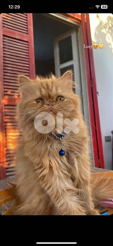 persian male for sale 150$