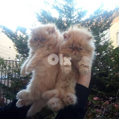 بيرجن بكي فيس