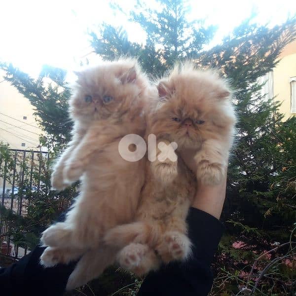 بيرجن بكي فيس 2