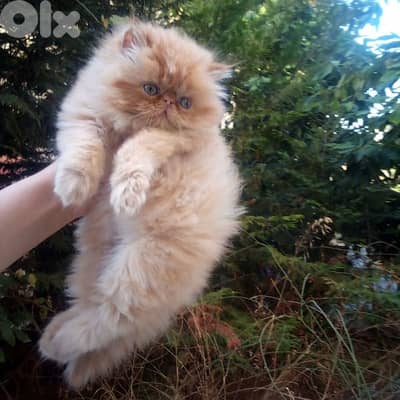 بيرجن بكي فيس