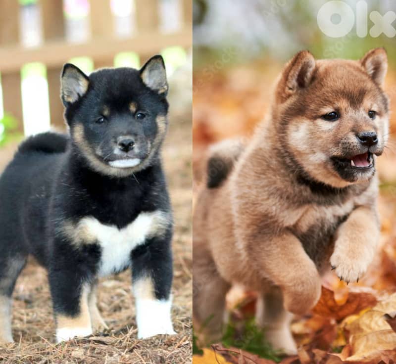 Shiba Inu puppies available 0