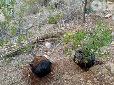 gardenia plant 2 pcs