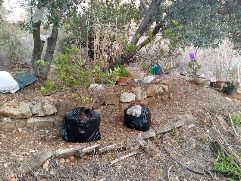 gardenia plant 2 pcs 1